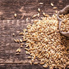 Tam Tahıl İçin Malt Seçimi