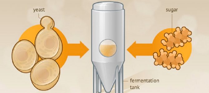 Ev Biracılığında Fermantasyon