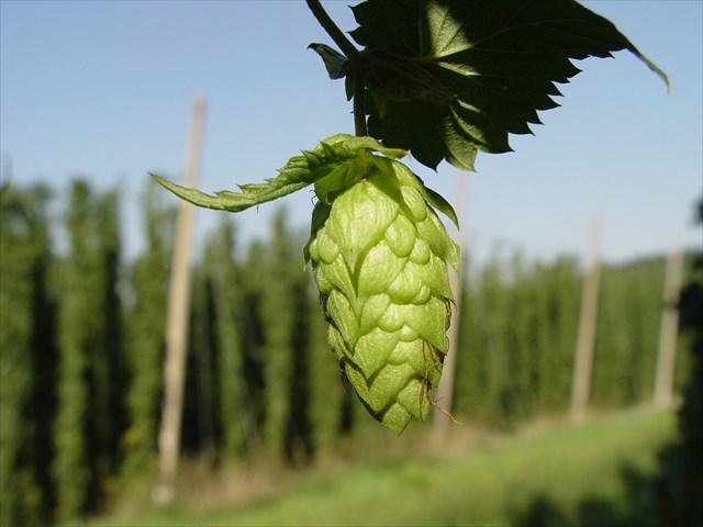 Gruit Ale Nedir?