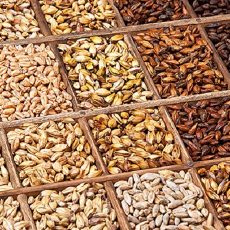 Diastatik Güç Nedir?