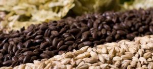 Malt Nedir?